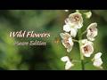 Wildflowers Macro Edition #macrophotography #wildflowers