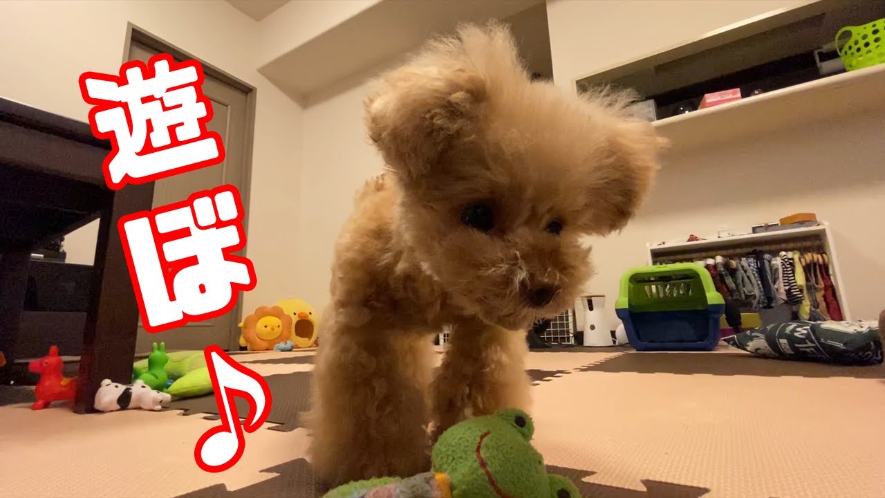 クレマと遊ぶ休日動画【ティーカッププードル トイプードル teacup poodle】 YouTube