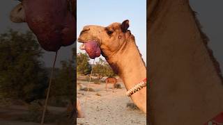 The Whisper of the Desert: Sounds of a Camel's Tongue #shorts