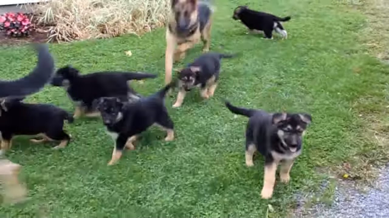 German Shepherd Puppies For Sale - YouTube