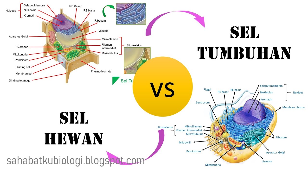 Perbedaan Sel Hewan  Sel  Tumbuhan YouTube