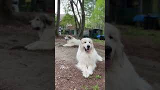 Alain and Belle アランとベル　#greatpyrenees #todaysrunrun #グレートピレニーズ　#今日のルンルン