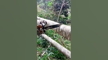 Chainsaw Power Slices Through Wood - Why work hard when smart Machine and tools can do it better?