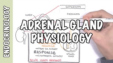 Endocrinology - Adrenal Glands
