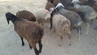 видео: Стоп фурухта шуданд 988279820 картинка: Стоп фурухта шуданд 988279820