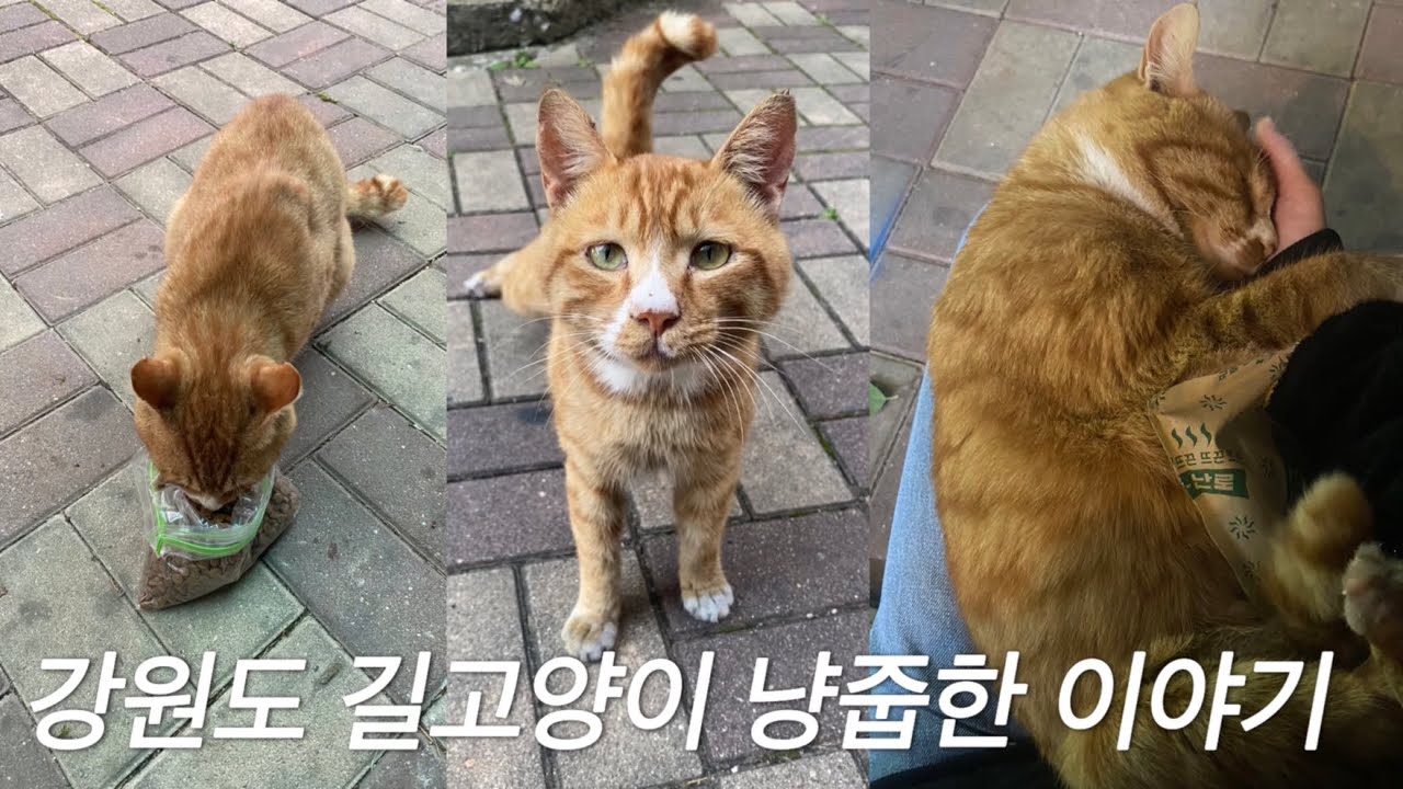 1 Take A Stray Cat To Home YouTube 1-take-a-stray-cat-to-home-youtube