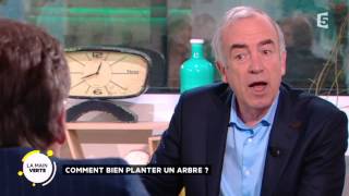 Comment planter un arbre ?