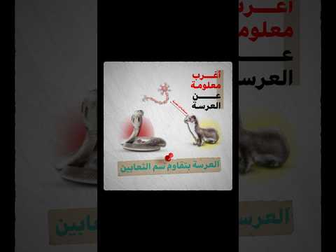أغرب معلومة عن العرسة العرسة ابن العرس أغرب معلومة عن بصوت مهند معلومات