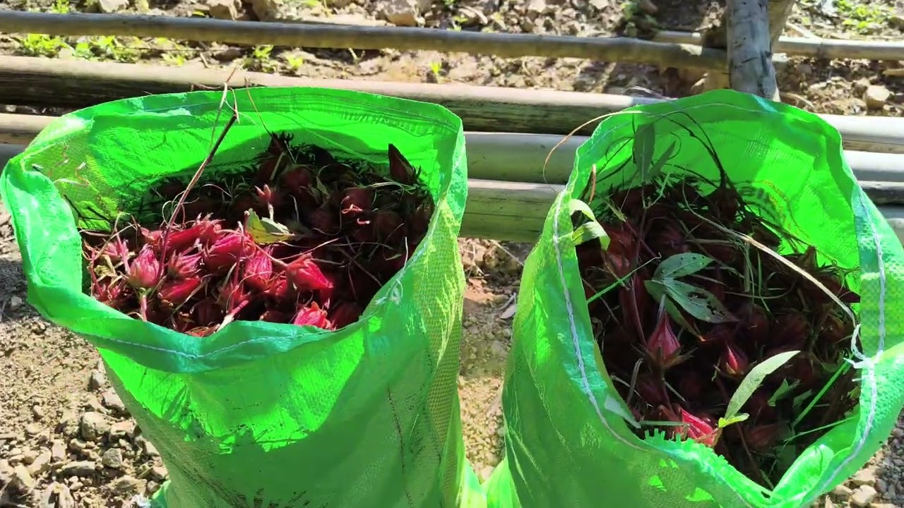 Harvesting Roselle plant + Roselle leaves|Farm life
