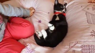 居眠りする招き猫　【靴下猫のクーちゃん】