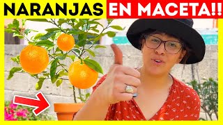 9 CUIDADOS para tener un NARANJO en MACETA  ¿Por qué se le caen las flores y frutos?