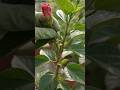 Hibiscus plant grafting plant ☘️ | #hibiscus #plants #grafted #gardening #gardeningtips #shorts