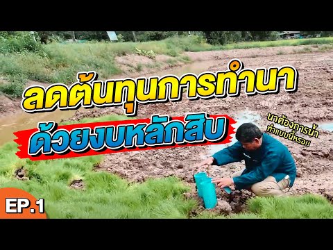 ลดต้นทุนการทำนา ด้วยงบหลักสิบ l ตีท้ายสวน Ep 1