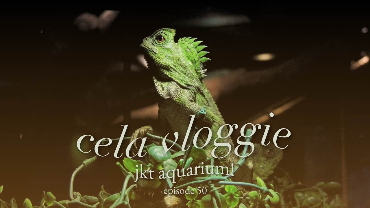 cela vloggie | jkt aquarium 🐟🐧 | episode 50