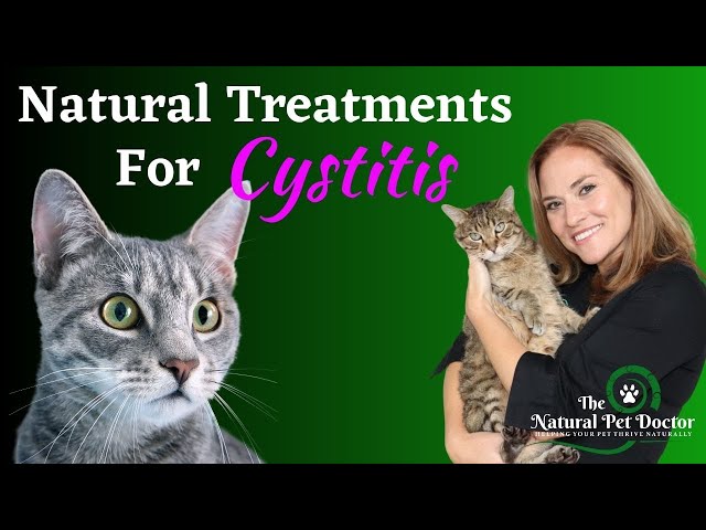 Cat Uti Bladder Infections