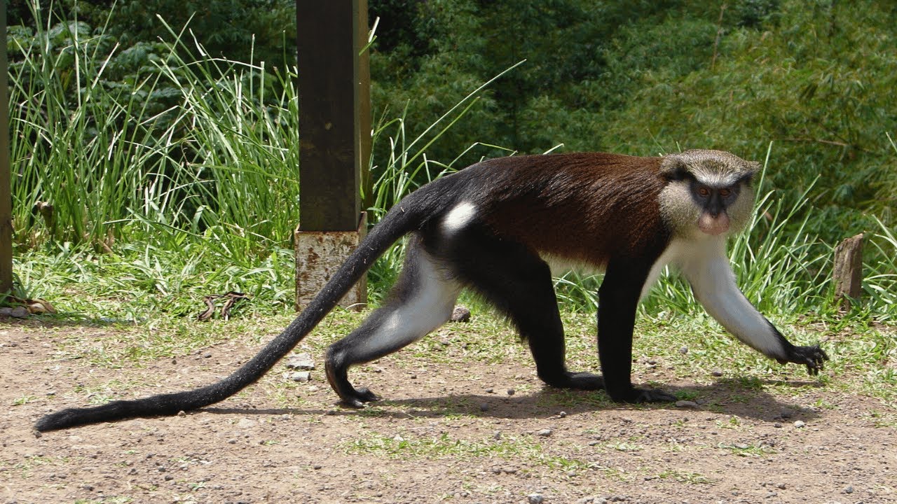 Обезьяны Мона: лесные акробаты и их социальная жизнь