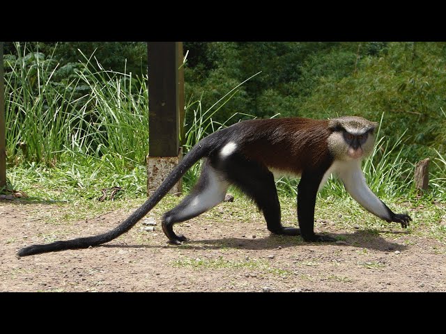 Mona Monkeys: Forest Acrobats and Their Social Lives - YouTube