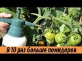 Супер подкормка помидоров Побрызгала на томаты и получила в 10 раз больше урожая Вот это результат