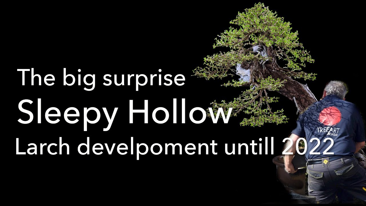 A big surprise right at the beginning of 2022!  A completely rotten trunk of an old Yamadori Larch!