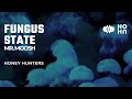 Fungus state   mr  moosh   honey hunters