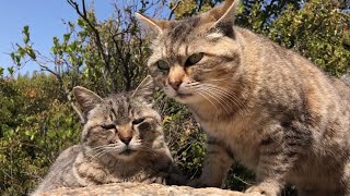 A cute cat, Sue, who finds a friend cat and immediately has fun with her.