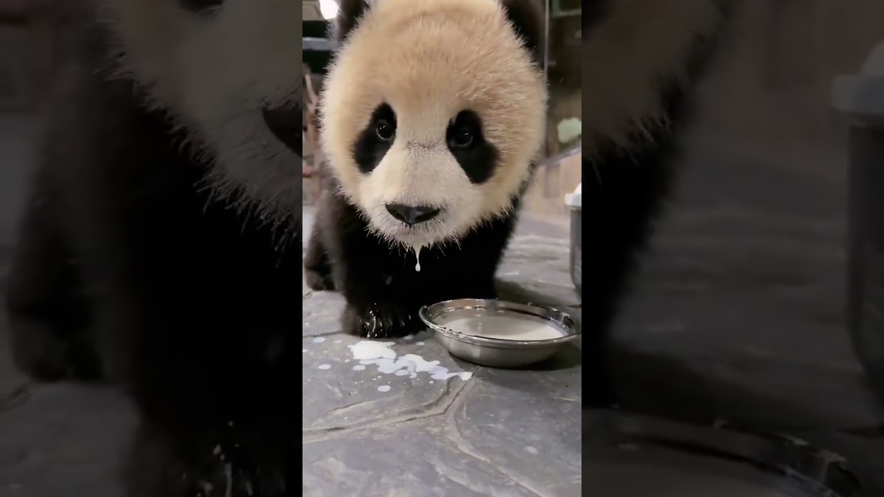 わあ、このふわふわの赤ちゃんパンダはとってもかわいい！ - YouTube