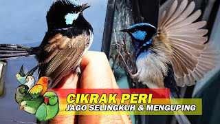 Burung Unik, Cikrak Peri Pandai Menguping & Jago Selingkuh