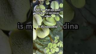 My Neocaridina hatching tub #fishtankyt #voiceover #fishaquarium