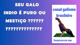 seu galo indio é puro ou mestiço????????