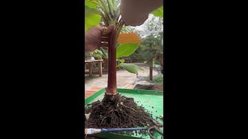 0386700914các loại hoa và cây cảnh của các nhà vườn mời mọi người chiêm ngưỡng