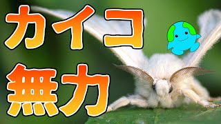 カイコが人間なしでは生きていけない理由がこちら【解説】