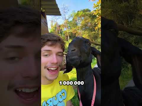 MrBeast из Тему! 🐐😱 #животные
