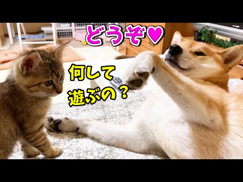 子猫にフワフワ柴ふを見せスルーされて驚きを隠せない柴犬 Riko wants to snuggle up to the kitten