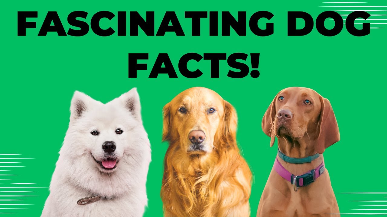 Explaining Strange Dog Behaviors Canine Psychology, Health, and Curious Facts