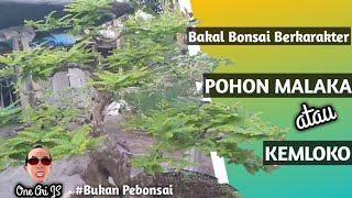 Review Bonsai MALAKA/Kemloko/Asam Laka 