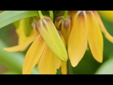 Kaiserkronen, Majestäten im Frühlingsgarten