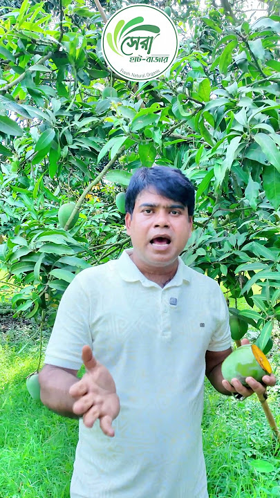 চাঁপাইনবাবগঞ্জের বিখ্যাত হিমসাগর আম এখন আপনার হাতের নাগালে🥭  #mango #shorts #viral #trending #fresh