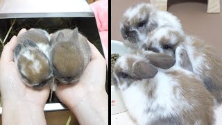 Quintuplets rabbit growing more than three times its size after two weeks.