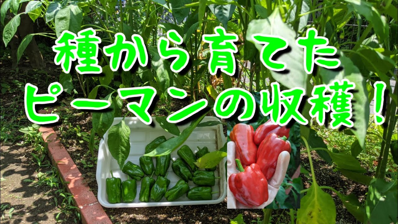 ピーマンの栽培 種から育てたピーマンの収穫の様子 大豊作の予感 ピーマン収穫 タキイの種 91 Youtube ピーマンの栽培 種から育てたピーマンの収穫の様子 大豊作の予感 ピーマン収穫 タキイの種 91 Youtube