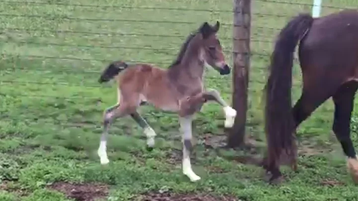 The Natural Trot of a Hackney Pony