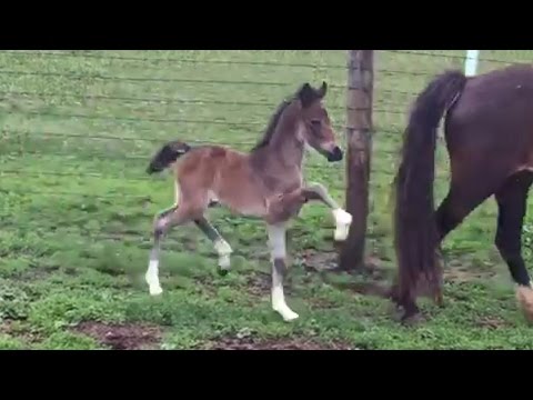 Video: Hackney Pony Horse Breed Ipoallergenico, Salute E Durata Della Vita