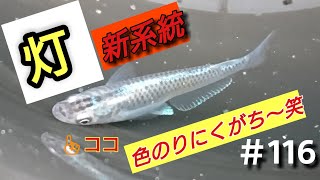 メダカ 図鑑 ＃116【灯 新系統】のらんのんじゃあ 笑