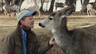 How a Human Became Part of a Wild Mule Deer Herd | Nature on PBS