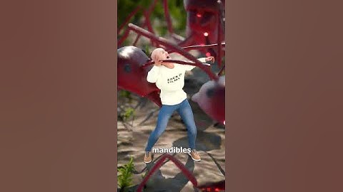 If You Were Shrunk To Insect Size 😵