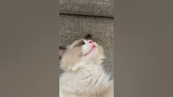 Video 11768721: kitten cutecat baby cat, sleeping cat cutecat, cat cute kitten sleeping