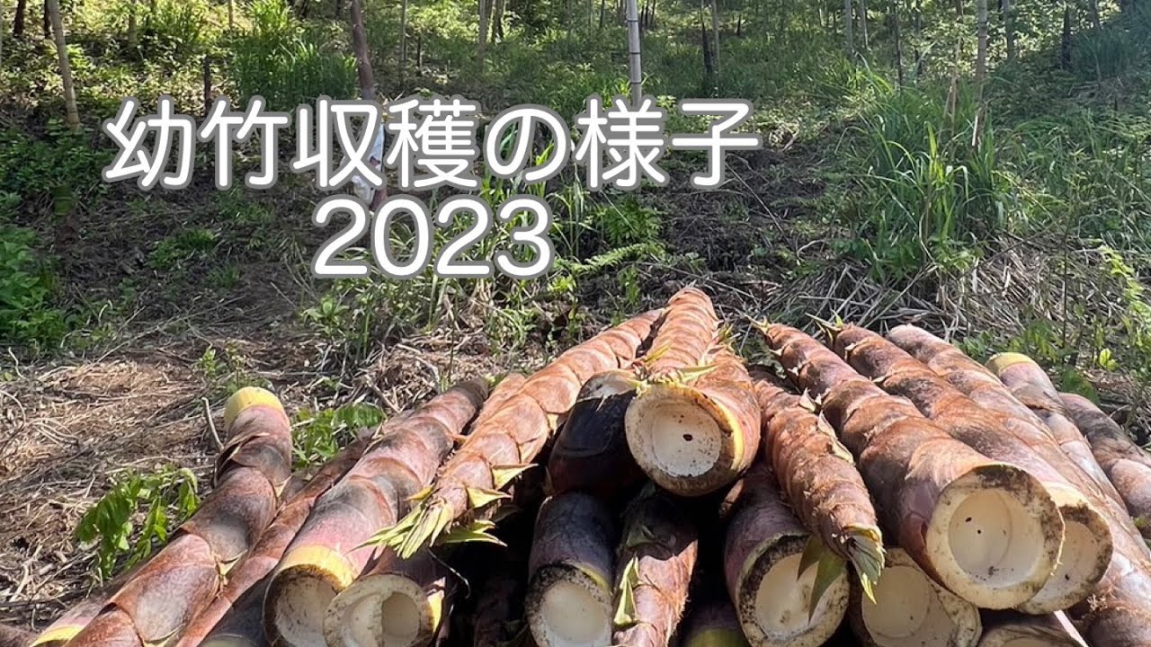 幼竹収穫の様子2023 - YouTube