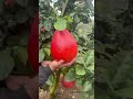 A Rare Fruit from Asia – The Red Pomelo Up Close