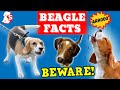 DO NOT GET A BEAGLE before you watch this. | This MIGHT change your mind.