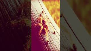 Spider Racer #Shorts