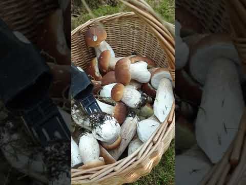 Video: Hvordan Rengjøre Sopp: Rødhårede, Porcini, Russula, Boletus, Sopp, Kantareller, østerssopp Og Andre